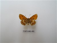 藏品(草地豹紋蝶)的圖片